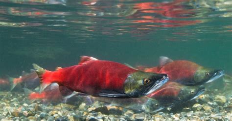 Kokanee Salmon Facts