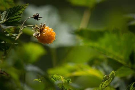 Salmonberry Tips On Growing Care Plantura Salmonberry Tips On Growing Care Plantura