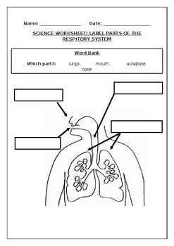 Science Worksheets Label Parts Of The Respiratory System By Science Science Worksheets Label Parts Of The Respiratory System By Science