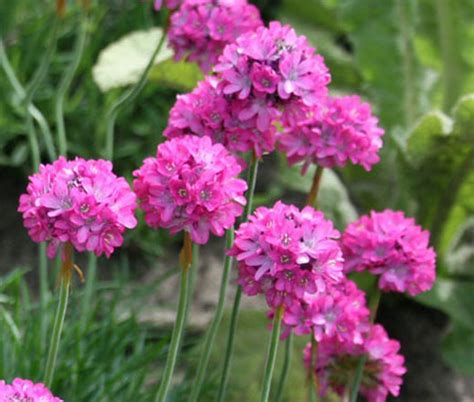 5 Ways Sea Pink