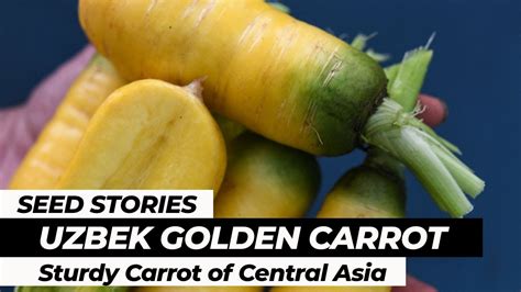 Seed Stories Uzbek Golden Carrot Sturdy Carrot Of Central Asia Youtube Seed Stories Uzbek Golden Carrot Sturdy Carrot Of Central Asia Youtube