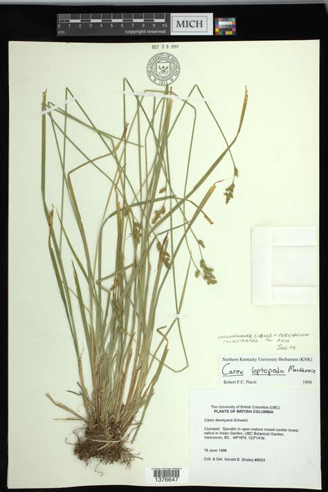 Seinet Portal Network Carex Leptopoda Seinet Portal Network Carex Leptopoda