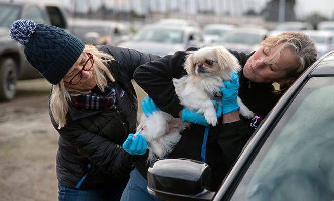 Sf Spca Sponsors Dog Vaccination Event Sf Spca Sponsors Dog Vaccination Event