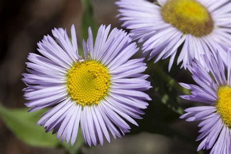 Showy Fleabane Daisy 7 Cubic Inch Montana Freshwater Partners