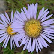 Showy Fleabane Daisy Photograph By Whispering Peaks Photography Fine
