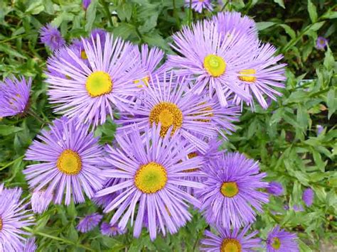 5 Ways Showy Fleabane