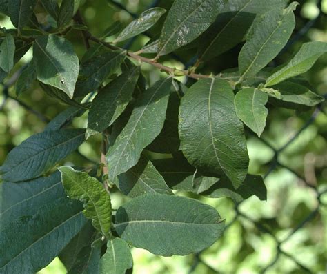 Sitka Willow Tree Facts