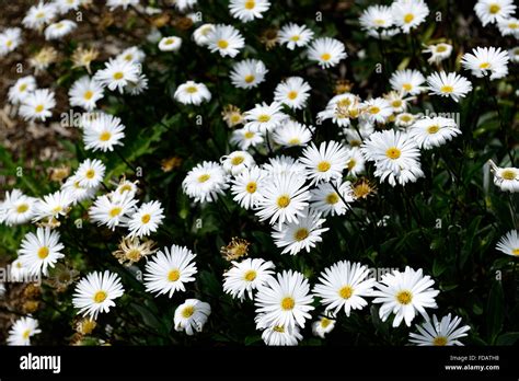 Small White Daisy Flowers Hi Res Stock Photography And Images Alamy Small White Daisy Flowers Hi Res Stock Photography And Images Alamy