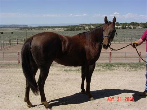 Smart Little Lena Granddaughter Quarter Horse For Sale In Grand Smart Little Lena Granddaughter Quarter Horse For Sale In Grand