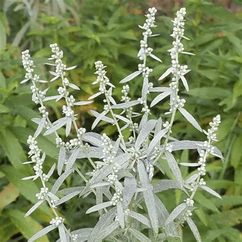 Smudging Sage Seeds Prairie Sage Artemisia Ludoviciana Etsy Smudging Sage Seeds Prairie Sage Artemisia Ludoviciana Etsy