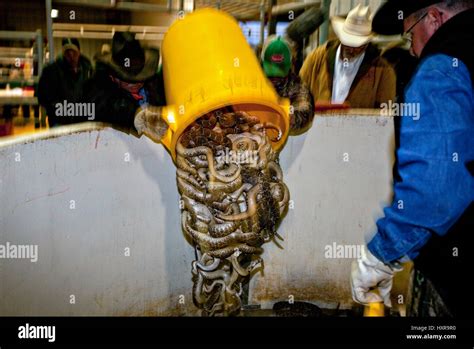 Snake Hunters Dump Their Catch Of Western Diamondback Rattlesnakes Into Snake Hunters Dump Their Catch Of Western Diamondback Rattlesnakes Into