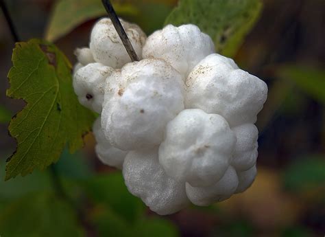 Snow Berry Fruit Bang Free Photo On Pixabay Snow Berry Fruit Bang Free Photo On Pixabay