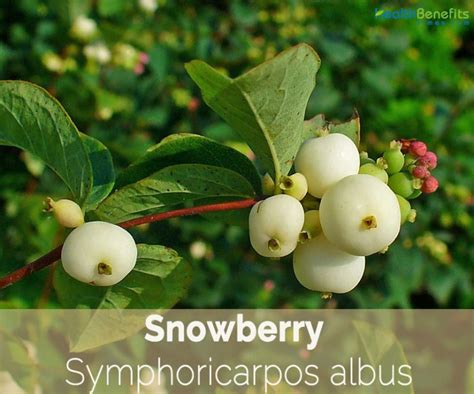 Snowberry Facts And Health Benefits Snowberry Facts And Health Benefits