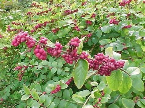Snowberry Red Fruit Benefits
