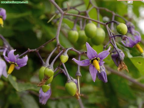 Solanum Dulcamara Picture 5 Of 12 Solanum Dulcamara Picture 5 Of 12