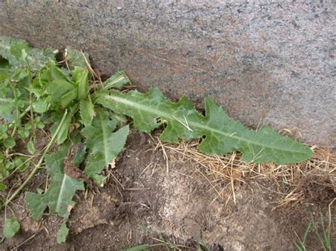 Sonchus Arvensis Umass Amherst Landscape Nursery Urban Forestry Sonchus Arvensis Umass Amherst Landscape Nursery Urban Forestry