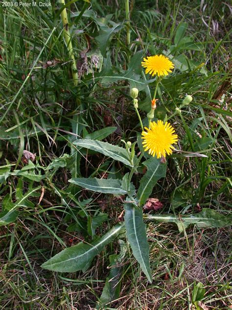 Sonchus Arvensis Weed Control