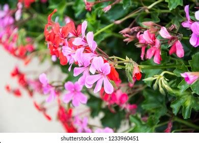 Spanish Ivy Geranium Scarlet Red Flowers Stock Photo Edit Now 1233960451 Spanish Ivy Geranium Scarlet Red Flowers Stock Photo Edit Now 1233960451
