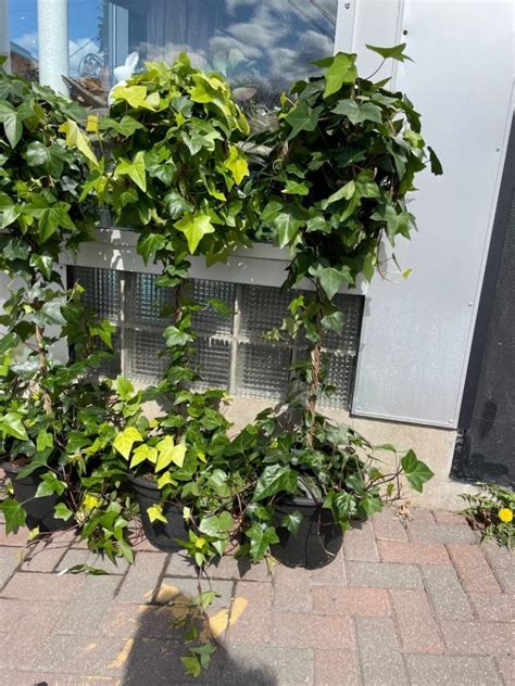 5 Ways Spanish Ivy
