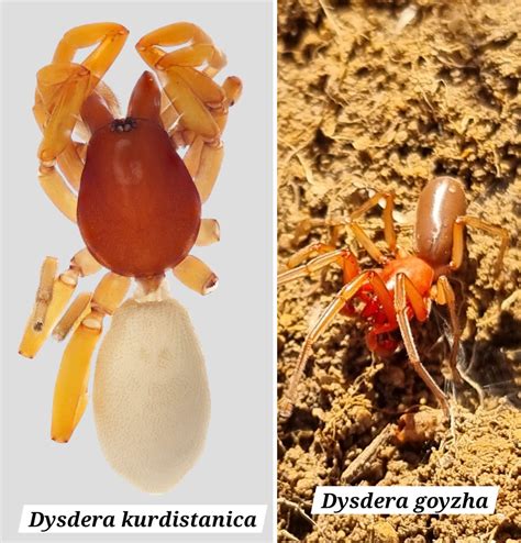 Species New To Science Arachnida 2024 Dysdera Kurdistanica Species New To Science Arachnida 2024 Dysdera Kurdistanica