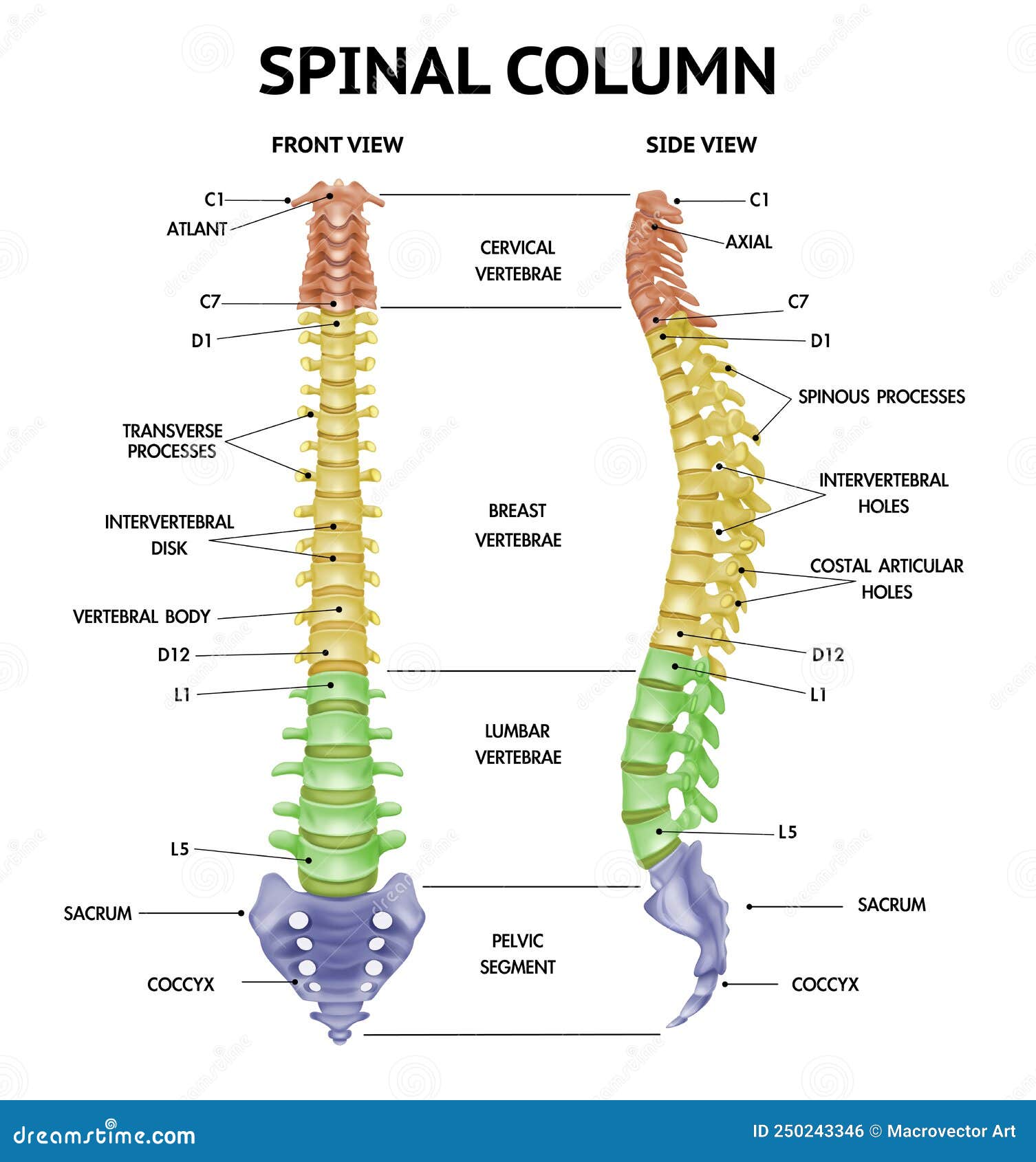 Spinal Curvature Scoliosis Kyphosis And Lordosis Ohio State Spinal Curvature Scoliosis Kyphosis And Lordosis Ohio State