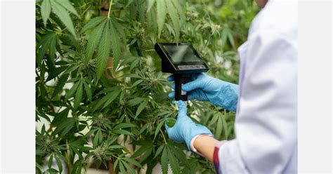 St Vincent Medicinal Cannabis Authority Launches Support Initiatives St Vincent Medicinal Cannabis Authority Launches Support Initiatives