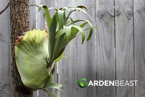 Staghorn Fern Care