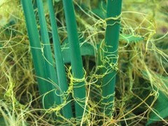 5 Ways Remove Stringy Weed