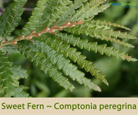 Sweet Fern Facts And Health Benefits