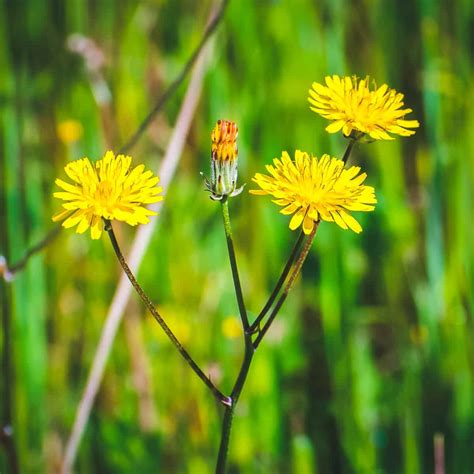 Tall Dandelion Growth Secrets
