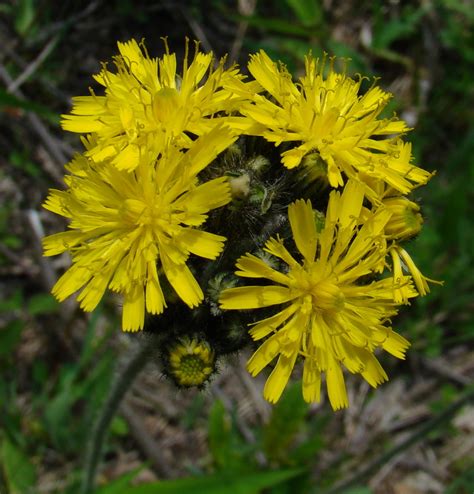 5 Tips Tall Hawkweed