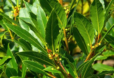 Tall Laurel Plant Care