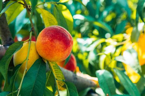 The Best Fertilizer For Peach Trees Minneopa Orchards The Best Fertilizer For Peach Trees Minneopa Orchards
