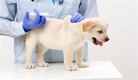 The Distemper Parvo Vaccine A Big Shot Why It Matters The Distemper Parvo Vaccine A Big Shot Why It Matters