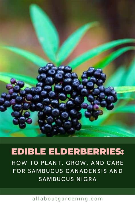 The Edible Elderberries Sambucus Canadensis And Sambucus Nigra The Edible Elderberries Sambucus Canadensis And Sambucus Nigra