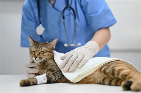 The Fvrcp Cat Vaccine Tri County Animal Clinic Louisa Vet The Fvrcp Cat Vaccine Tri County Animal Clinic Louisa Vet