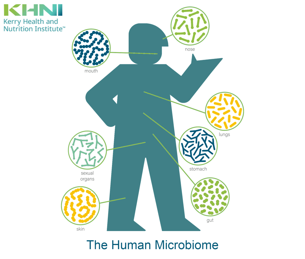 The Human Microbiome Beyond Digestive Health Khni The Human Microbiome Beyond Digestive Health Khni