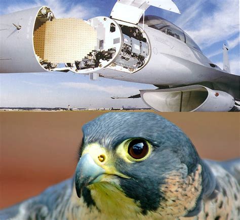 The Peregrine Falcon Is A Fighter Jet Of The Animal Realm How Does It The Peregrine Falcon Is A Fighter Jet Of The Animal Realm How Does It