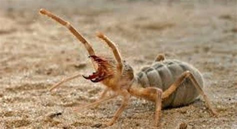 The Secret Weapon Of Nature In Iraq Camel Spiders Sandra Maksimovic The Secret Weapon Of Nature In Iraq Camel Spiders Sandra Maksimovic