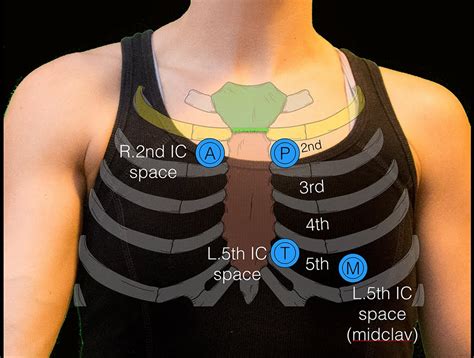 The Sternal Angle Indicates The Location Of The The Sternal Angle Indicates The Location Of The