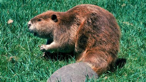 The Story Of Beavers Episode 1 Survival In The Wild Cgtn The Story Of Beavers Episode 1 Survival In The Wild Cgtn