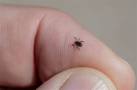 The Tiny Ticks That Cause Lyme Seem To Have Superpowers That Make Them Hard To Kill But You Can Protect Yourself By Following These Steps The Tiny Ticks That Cause Lyme Seem To Have Superpowers That Make Them Hard To Kill But You Can Protect Yourself By Following These Steps