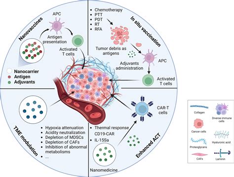 The Use Of Rna Based Treatments In The Field Of Cancer Immunotherapy Molecular Cancer Full Text The Use Of Rna Based Treatments In The Field Of Cancer Immunotherapy Molecular Cancer Full Text