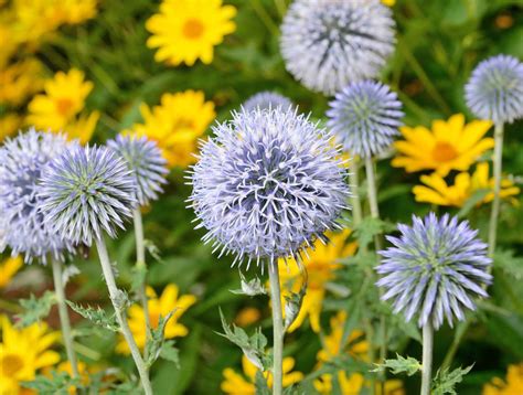 5 Thisal Plant Uses