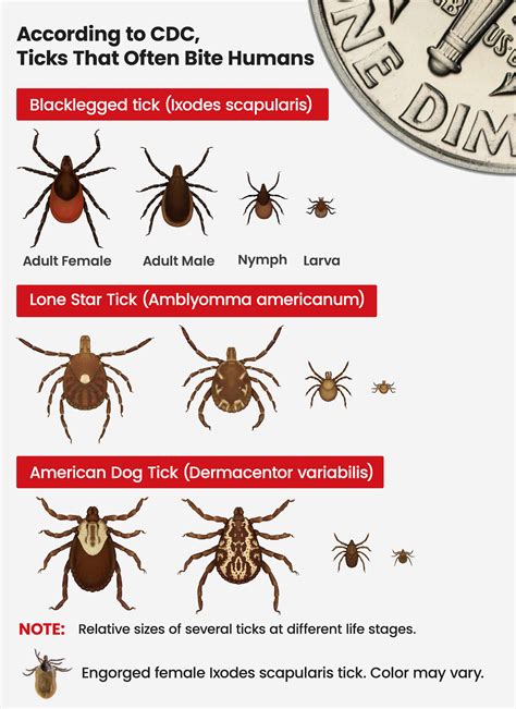 Tick Identification Ticks Tick Identification Ticks