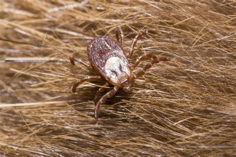 Ticks in Washington
