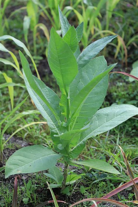 Tobacco Nicotiana Tabacum Seeds Organic Hawaii Tobacco Nicotiana Tabacum Seeds Organic Hawaii