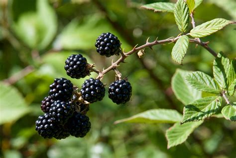 Trailing Blackberries Care Tips