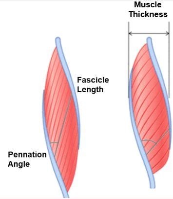 Training Of The O