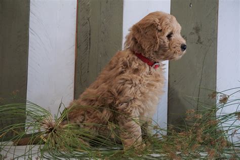 Trip Mini Goldendoodle For Sale In Fresno Oh Buckeye Puppies Trip Mini Goldendoodle For Sale In Fresno Oh Buckeye Puppies